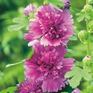 Alcea rosea 'Spring Celebrities Purple', Hollyhock 'Spring Celebrities Purple', Tall Perennial, Purple flowers, Purple Alcea, Purple Hollylock, Double Alcea