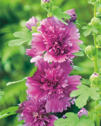 Alcea rosea 'Spring Celebrities Purple', Hollyhock 'Spring Celebrities Purple', Tall Perennial, Purple flowers, Purple Alcea, Purple Hollylock, Double Alcea