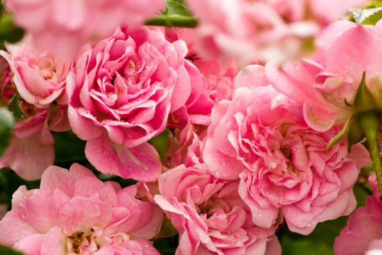 Best Roses, Best Hybrid Tea Roses, Best Floribunda Roses, Best Grandiflora Roses, Best Miniature Roses, Best Climbing Roses, Best Landscape Roses