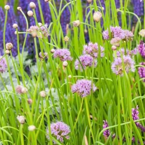 Allium senescens, Ornamental Onion, German Garlic, Mountain Garlic, Pink Flowers, Lavender Flowers