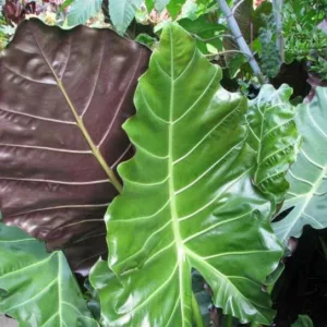 Alocasia Mayan Mask, Elephant Ear 'Mayan Mask', Mayan Mask Upright Elephant Ear, Evergreen Perennial, Tropical Perennial