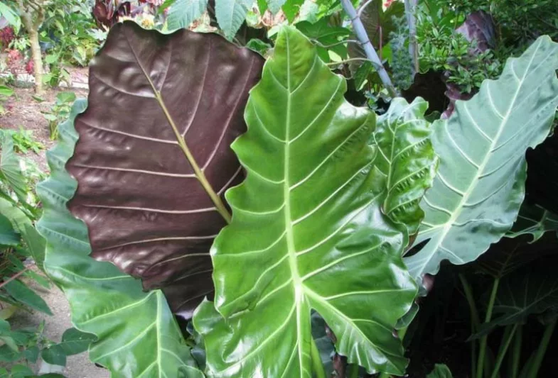 Alocasia Mayan Mask, Elephant Ear 'Mayan Mask', Mayan Mask Upright Elephant Ear, Evergreen Perennial, Tropical Perennial