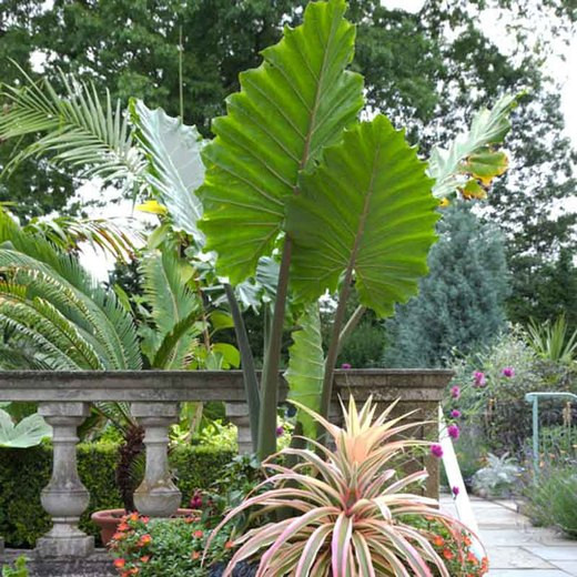 Alocasia Portora, Elephant Ear 'Portora', Portora Upright Elephant Ear, Evergreen Perennial, Tropical Perennial