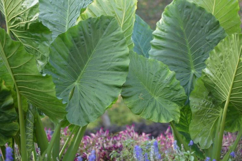 Alocasia odora, Night-Scented Lily, Asian Taro, Giant Upright Elephant Ear, Fragrant Alocasia, Fragrant Plants,