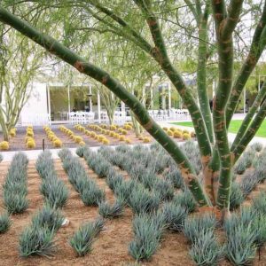 Aloe 'Blue Elf', Blue Elf Aloe, Orange flowers, Succulents, Aloes, Drought tolerant plants