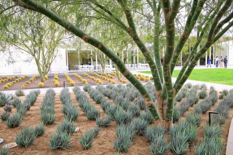 Aloe 'Blue Elf', Blue Elf Aloe, Orange flowers, Succulents, Aloes, Drought tolerant plants