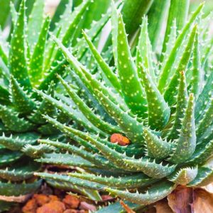 Aloe 'Crosby's Prolific',Red Aloe, Crimson Aloe, Red succulent, Small Aloe, Dwarf Aloe