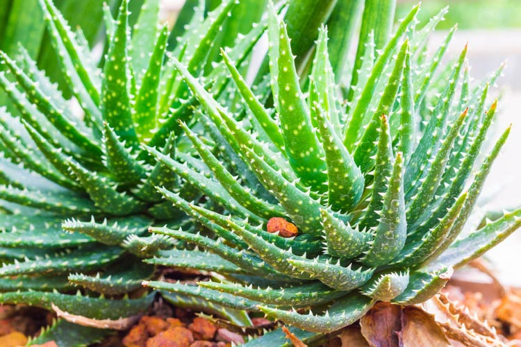 Aloe 'Crosby's Prolific',Red Aloe, Crimson Aloe, Red succulent, Small Aloe, Dwarf Aloe