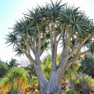 Aloe 'Hercules', Hercules Aloe, Aloidendron 'Hercules', Drought tolerant, Tree Aloe, Hardy succulent