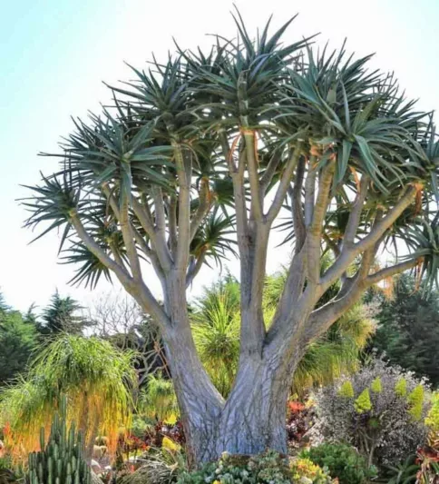 Aloe 'Hercules', Hercules Aloe, Aloidendron 'Hercules', Drought tolerant, Tree Aloe, Hardy succulent