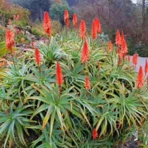 Aloe arborescens,Torch Aloe, Candelabra Aloe, Krantz Aloe, Tree Aloe, Mountain Bush Aloe, Aloe candelabra, Aloe milleri, Aloe natalensis, Aloe viridifolia, Orange flowers