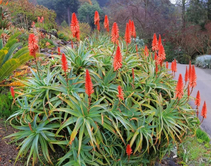 Aloe arborescens,Torch Aloe, Candelabra Aloe, Krantz Aloe, Tree Aloe, Mountain Bush Aloe, Aloe candelabra, Aloe milleri, Aloe natalensis, Aloe viridifolia, Orange flowers