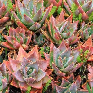Aloe brevifolia,Short-Leaf Aloe, Short-Leaved Aloe, Red flowers