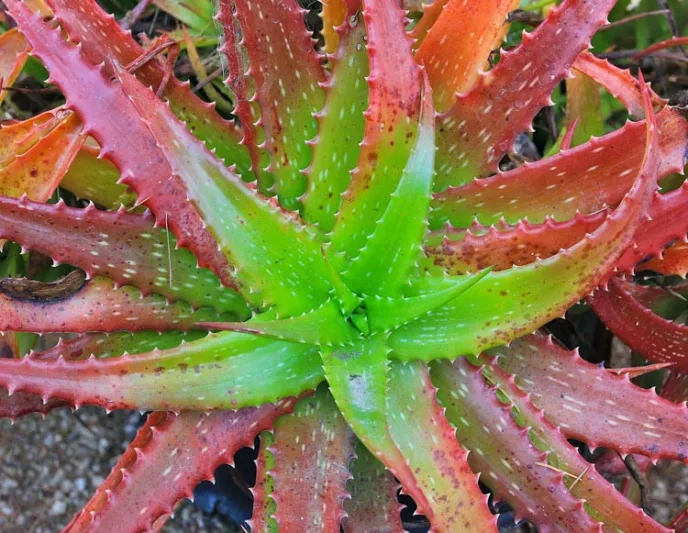 Aloe cameronii,Red Aloe, Crimson Aloe, Red succulent, Cameron's Ruwari Aloe