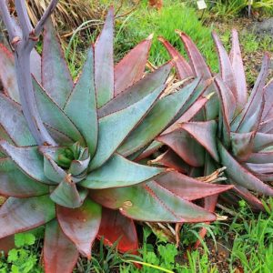 Aloe capitata var. quartziticola, Yellow flowers, Succulents, Aloes, Drought tolerant plants