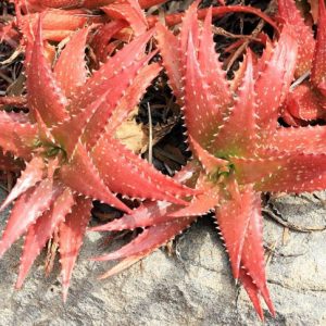Aloe dorotheae,Sunset Aloe, Crimson Aloe, Aloe harmsii, Orange Aloe, Red Aloe