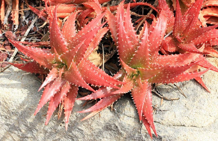Aloe dorotheae,Sunset Aloe, Crimson Aloe, Aloe harmsii, Orange Aloe, Red Aloe
