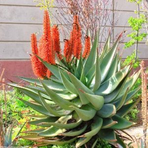 Aloe ferox, Cape Aloe, Bergaalwyn, Bitter Aloe, Red Aloe, Alligator Jaw Aloe,Orange flowers, Succulents, Aloes, Drought tolerant plants,Aloe candelabrum