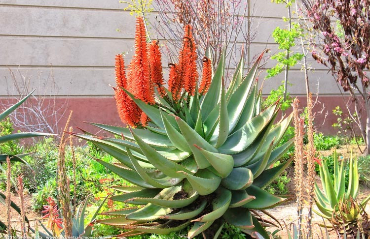 Aloe ferox, Cape Aloe, Bergaalwyn, Bitter Aloe, Red Aloe, Alligator Jaw Aloe,Orange flowers, Succulents, Aloes, Drought tolerant plants,Aloe candelabrum