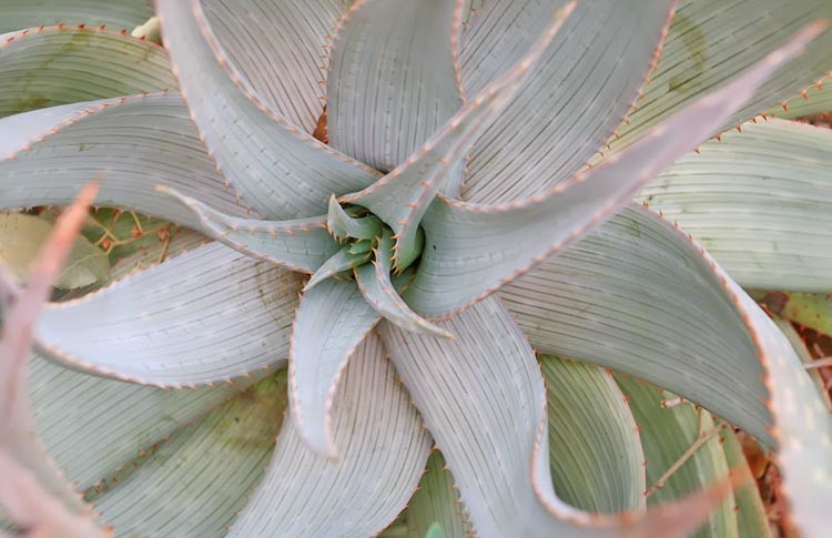 Aloe hereroensis, Sand Aloe, Aloe orpeniae, Yellow flowers, Succulents, Aloes, Drought tolerant plants
