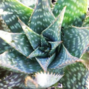 Aloe maculata,Soap Aloe, Aloe saponaria, Orange flowers,Zebra Aloe