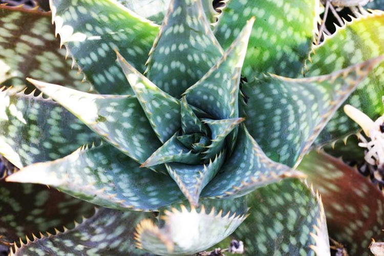 Aloe maculata,Soap Aloe, Aloe saponaria, Orange flowers,Zebra Aloe