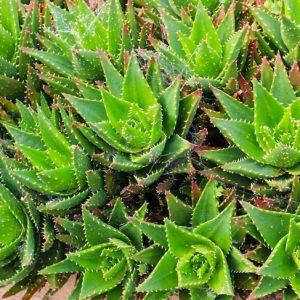 Aloe nobilis,Golden Toothed Aloe, Aloe Mitre, Noble Aloe, Aloe perfoliata, Aloe albispina, Aloe commelyni, Aloe flavispina, Aloe parvispina, Red flowers, Orange flowers