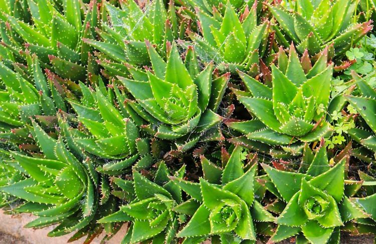 Aloe nobilis,Golden Toothed Aloe, Aloe Mitre, Noble Aloe, Aloe perfoliata, Aloe albispina, Aloe commelyni, Aloe flavispina, Aloe parvispina, Red flowers, Orange flowers