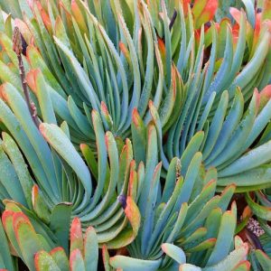 Aloe polyphylla,Spiral Aloe