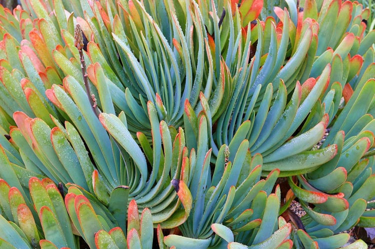 Aloe polyphylla,Spiral Aloe