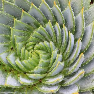 Aloe polyphylla,Spiral Aloe