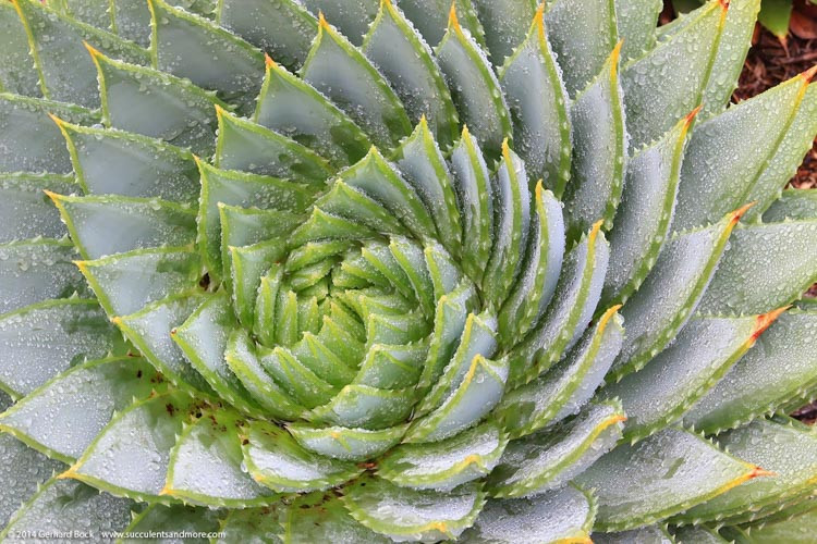 Aloe polyphylla,Spiral Aloe