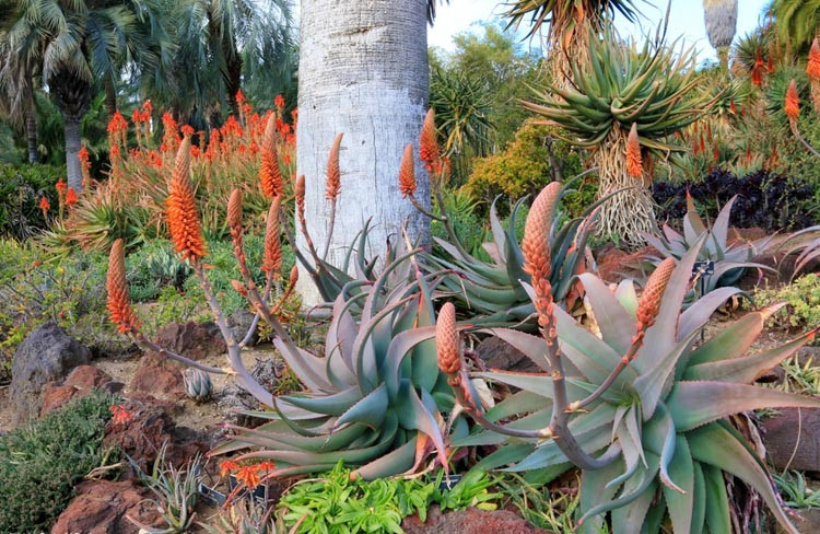 Aloe rubroviolacea, Arabian Aloe, Orange flowers, Succulents, Aloes, Drought tolerant plants