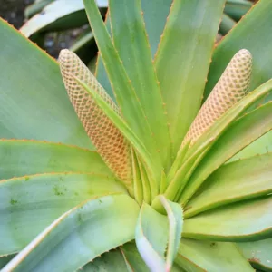 Aloe speciosa, Tilt-Head Aloe, Orange flowers, Succulents, Aloes, Drought tolerant plants