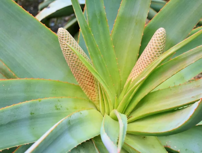 Aloe speciosa, Tilt-Head Aloe, Orange flowers, Succulents, Aloes, Drought tolerant plants