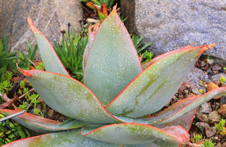 Aloe striata, Coral Aloe,Orange flowers, Succulents, Aloes, Drought tolerant plants