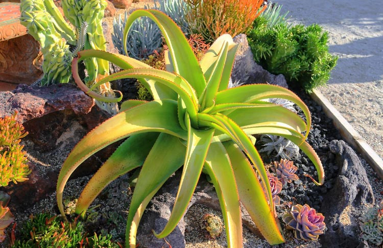 AAloe vanbalenii, Van Balen's Aloe, Octopus Aloe, Orange flowers, Yellow flowers Succulents, Aloes, Drought tolerant plants