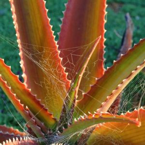 Aloe vaombe, Malagasy Tree Aloe, Orange flowers, Succulents, Aloes, Drought tolerant plants