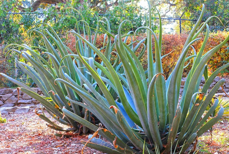 Agave vilmoriniana,Octopus Agave, Yellow flowers, drought tolerant plant, evergreen plant