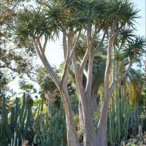 Aloidendron barberae, Tree Aloe, Aloe bainesii, Aloe barberae, Hardy succulent