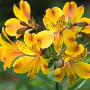 Alstroemeria Aurea, Peruvian Lily, Alstroemeria aurantiaca, Alstroemeria aurea Orange, Orange Lily, Orange Peruvian Lily, Orange Alstroemeria, Lily flower, Lily Flower
