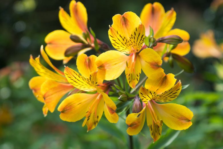 Alstroemeria Aurea, Peruvian Lily, Alstroemeria aurantiaca, Alstroemeria aurea Orange, Orange Lily, Orange Peruvian Lily, Orange Alstroemeria, Lily flower, Lily Flower