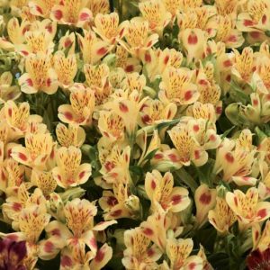 Alstroemeria 'Bali', Peruvian Lily 'Bali', Lily of the Inca 'Bali', Parrot Lily 'Bali', Yellow Lily, Yellow Peruvian Lily, Yellow Alstroemeria, Lily flower, Lily Flower