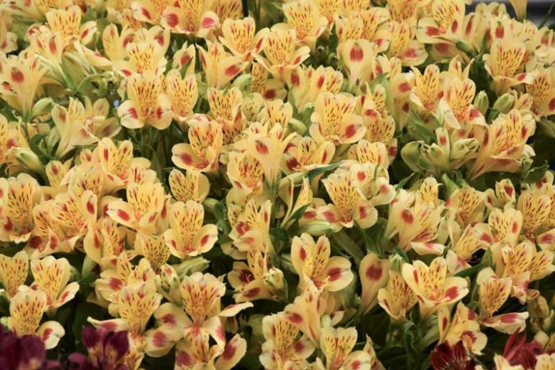 Alstroemeria 'Bali', Peruvian Lily 'Bali', Lily of the Inca 'Bali', Parrot Lily 'Bali', Yellow Lily, Yellow Peruvian Lily, Yellow Alstroemeria, Lily flower, Lily Flower