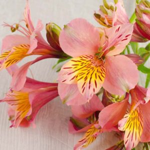 Alstroemeria 'Butterscotch', Peruvian Lily 'Butterscotch', Lily of the Inca 'Butterscotch', Parrot Lily 'Butterscotch', Apricot Lily, Apricot Peruvian Lily, Apricot Alstroemeria, Lily flower, Lily Flower