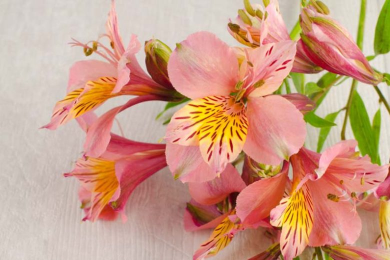 Alstroemeria 'Butterscotch', Peruvian Lily 'Butterscotch', Lily of the Inca 'Butterscotch', Parrot Lily 'Butterscotch', Apricot Lily, Apricot Peruvian Lily, Apricot Alstroemeria, Lily flower, Lily Flower