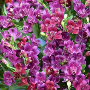 Alstroemeria 'Cleo', Peruvian Lily 'Cleo', Lily of the Inca 'Cleo, Parrot Lily 'Cleo', Purple Lily, Purple Peruvian Lily, Purple Alstroemeria, Lily flower, Lily Flower