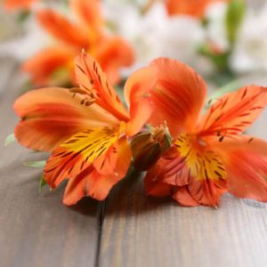 Alstroemeria 'Flaming Star', Peruvian Lily 'Flaming Star', Lily of the Inca 'Flaming Star', Parrot Lily 'Flaming Star', Orange Lily, Orange Peruvian Lily, Orange Alstroemeria, Lily flower, Lily Flower