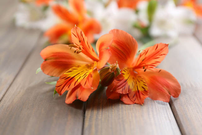 Alstroemeria 'Flaming Star', Peruvian Lily 'Flaming Star', Lily of the Inca 'Flaming Star', Parrot Lily 'Flaming Star', Orange Lily, Orange Peruvian Lily, Orange Alstroemeria, Lily flower, Lily Flower