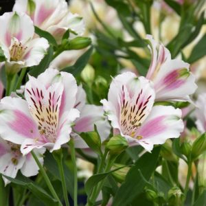 Alstroemeria 'Fougere', Peruvian Lily 'Fougere', Lily of the Inca 'Fougere', Parrot Lily 'Fougere', Alstroemeria Garden Series, White Lily, White Peruvian Lily, White Alstroemeria, Lily flower, Lily Flower